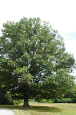 Southern Red Oak Tree (Quercus Falcata) - 3 Gallon Pot -Stylish Garden Plant Store quercus falcata southern red oak 5
