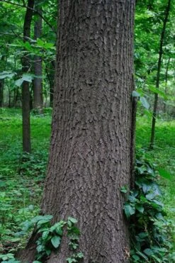 Southern Red Oak Tree (Quercus Falcata) - 3 Gallon Pot -Stylish Garden Plant Store quercus falcata southern red oak 6