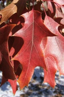 Southern Red Oak Tree (Quercus Falcata) - 3 Gallon Pot -Stylish Garden Plant Store quercus falcata southern red oak 7
