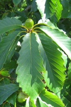 Chestnut Oak Tree (Quercus Prinus) - 1 Gallon Pot -Stylish Garden Plant Store quercus prinus northern chestnut oak leaves 2
