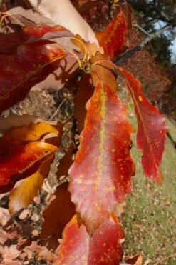 Chestnut Oak Tree (Quercus Prinus) - 1 Gallon Pot -Stylish Garden Plant Store quercus prinus northern chestnut oak leaves fall 2
