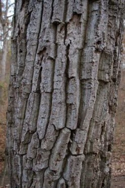 Chestnut Oak Tree (Quercus Prinus) - 1 Gallon Pot -Stylish Garden Plant Store quercus prinus northern chestnut oak tree bark 2