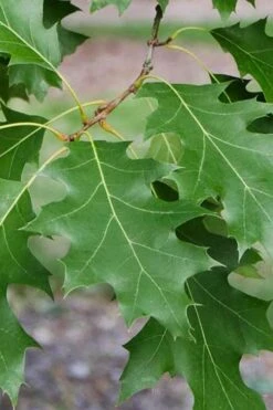 Shumard Red Oak Tree (Quercus Shumardii) - 3 Gallon Pot -Stylish Garden Plant Store quercus shumardii shumard red oak 2