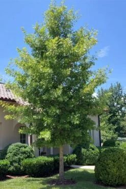 Shumard Red Oak Tree (Quercus Shumardii) - 3 Gallon Pot -Stylish Garden Plant Store quercus shumardii shumard red oak 3