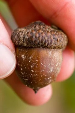 Shumard Red Oak Tree (Quercus Shumardii) - 3 Gallon Pot -Stylish Garden Plant Store quercus shumardii shumard red oak 5