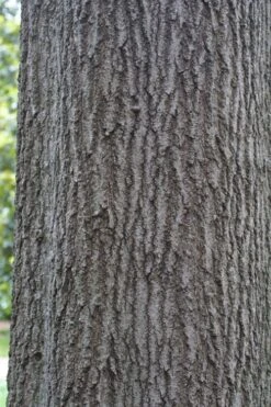 Shumard Red Oak Tree (Quercus Shumardii) - 3 Gallon Pot -Stylish Garden Plant Store quercus shumardii shumard red oak 6