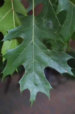 Shumard Red Oak Tree (Quercus Shumardii) - 3 Gallon Pot -Stylish Garden Plant Store quercus shumardii shumard red oak 7