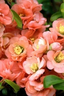 Cameo Flowering Quince - 1 Gallon Pot -Stylish Garden Plant Store quince cameo bloom