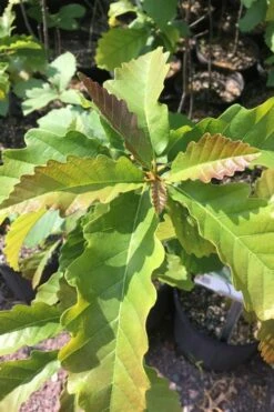 Chestnut Oak Tree (Quercus Prinus) - 1 Gallon Pot -Stylish Garden Plant Store qurcus prinus northern chestnut oak 1
