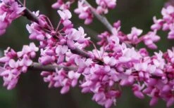 Eastern Redbud - 5 Gallon Pot -Stylish Garden Plant Store redbud Eastern Tree Flowers