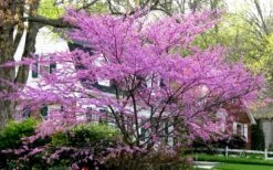 Eastern Redbud - 5 Gallon Pot -Stylish Garden Plant Store redbud Eastern Tree In Bloom