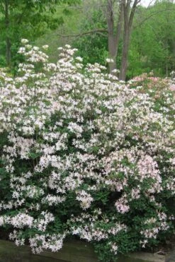 Coastal Azalea (Rhododendron Atlanticum) - 1 Gallon Pot -Stylish Garden Plant Store rhododendron atlanticum coastal azalea 1