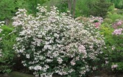 Coastal Azalea (Rhododendron Atlanticum) - 1 Gallon Pot -Stylish Garden Plant Store rhododendron atlanticum coastal azalea 2