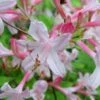 Coastal Azalea (Rhododendron Atlanticum) - 1 Gallon Pot -Stylish Garden Plant Store rhododendron atlanticum coastal azalea 6