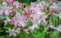 Coastal Azalea (Rhododendron Atlanticum) - 1 Gallon Pot -Stylish Garden Plant Store rhododendron atlanticum coastal azalea 7