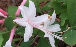 Coastal Azalea (Rhododendron Atlanticum) - 1 Gallon Pot -Stylish Garden Plant Store rhododendron atlanticum coastal azalea 8