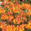 Florida Flame Native Azalea (Rhododendron Austrinum) - 3 Gallon Pot 2 Florida Flame Native Azalea (Rhododendron Austrinum) - 3 Gallon Pot -Stylish Garden Plant Store rhododendron austrinum florida flame native azalea 11