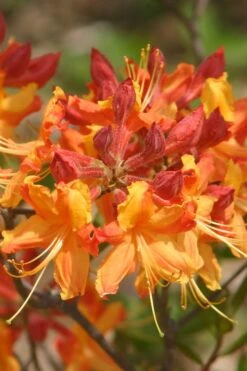 Florida Flame Native Azalea (Rhododendron Austrinum) - 3 Gallon Pot 16 Florida Flame Native Azalea (Rhododendron Austrinum) - 3 Gallon Pot -Stylish Garden Plant Store rhododendron austrinum florida flame native azalea 5