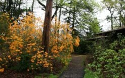 Florida Flame Native Azalea (Rhododendron Austrinum) - 3 Gallon Pot 17 Florida Flame Native Azalea (Rhododendron Austrinum) - 3 Gallon Pot -Stylish Garden Plant Store rhododendron austrinum florida flame native azalea 8