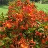Smitty's Orange Crush Native Azalea (Rhododendron X) - 3 Gallon Pot -Stylish Garden Plant Store rhododendron smittys orange crush native azalea 3