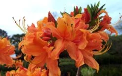 Smitty's Orange Crush Native Azalea (Rhododendron X) - 3 Gallon Pot -Stylish Garden Plant Store rhododendron smittys orange crush native azalea 4