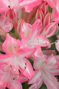Ribbon Candy Swamp Azalea (Rhododendron Viscosum) - 2 Gallon Pot -Stylish Garden Plant Store rhododendron viscosum ribbon candy swamp azalea 1