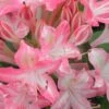 Ribbon Candy Swamp Azalea (Rhododendron Viscosum) - 2 Gallon Pot -Stylish Garden Plant Store rhododendron viscosum ribbon candy swamp azalea 2