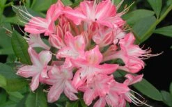 Ribbon Candy Swamp Azalea (Rhododendron Viscosum) - 2 Gallon Pot -Stylish Garden Plant Store rhododendron viscosum ribbon candy swamp azalea 3