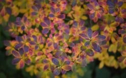 Ribbon Candy Swamp Azalea (Rhododendron Viscosum) - 2 Gallon Pot -Stylish Garden Plant Store rhododendron viscosum swamp azalea 3