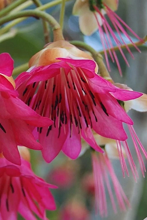 Scarlet Bells' Hong Kong Rose (Rhodoleia Henryi) - 3 Gallon Pot 12 Scarlet Bells' Hong Kong Rose (Rhodoleia Henryi) - 3 Gallon Pot - Image 10