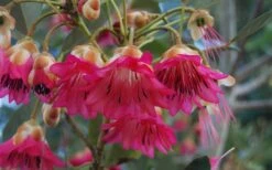 Scarlet Bells' Hong Kong Rose (Rhodoleia Henryi) - 3 Gallon Pot 19 Scarlet Bells' Hong Kong Rose (Rhodoleia Henryi) - 3 Gallon Pot -Stylish Garden Plant Store rhodoleia henryi scarlet bells hong kong rose 102