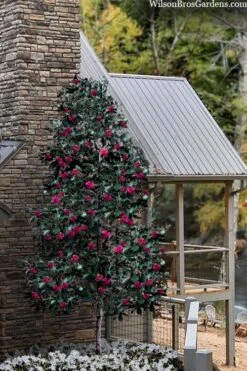 Scarlet Bells' Hong Kong Rose (Rhodoleia Henryi) - 3 Gallon Pot 16 Scarlet Bells' Hong Kong Rose (Rhodoleia Henryi) - 3 Gallon Pot -Stylish Garden Plant Store rhodoleia henryi scarlet bells hong kong rose 106