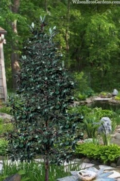 Scarlet Bells' Hong Kong Rose (Rhodoleia Henryi) - 3 Gallon Pot 23 Scarlet Bells' Hong Kong Rose (Rhodoleia Henryi) - 3 Gallon Pot -Stylish Garden Plant Store rhodoleia henryi scarlet bells hong kong rose 20