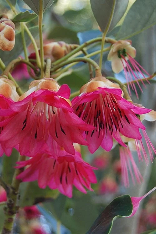 Scarlet Bells' Hong Kong Rose (Rhodoleia Henryi) - 3 Gallon Pot 11 Scarlet Bells' Hong Kong Rose (Rhodoleia Henryi) - 3 Gallon Pot - Image 9