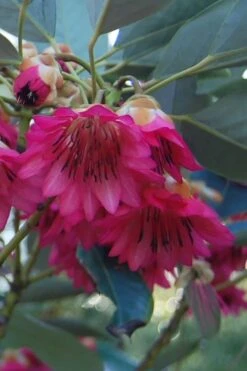 Scarlet Bells' Hong Kong Rose (Rhodoleia Henryi) - 3 Gallon Pot 20 Scarlet Bells' Hong Kong Rose (Rhodoleia Henryi) - 3 Gallon Pot -Stylish Garden Plant Store rhodoleia henryi scarlet bells hong kong rose 4