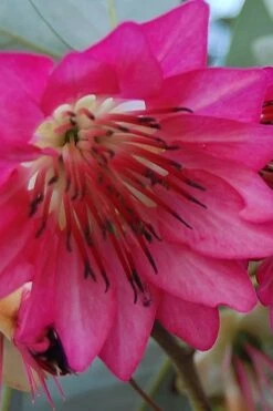 Scarlet Bells' Hong Kong Rose (Rhodoleia Henryi) - 3 Gallon Pot 18 Scarlet Bells' Hong Kong Rose (Rhodoleia Henryi) - 3 Gallon Pot -Stylish Garden Plant Store rhodoleia henryi scarlet bells hong kong rose 5