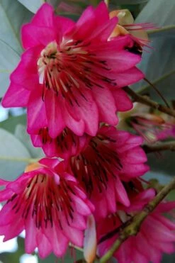 Scarlet Bells' Hong Kong Rose (Rhodoleia Henryi) - 3 Gallon Pot 17 Scarlet Bells' Hong Kong Rose (Rhodoleia Henryi) - 3 Gallon Pot -Stylish Garden Plant Store rhodoleia henryi scarlet bells hong kong rose 7