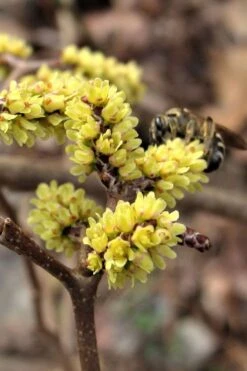 Fragrant Sumac (Rhus Aromatica) - 1 Gallon Pot -Stylish Garden Plant Store rhus aromatica fragrant sumac 2