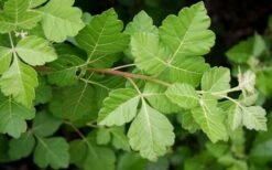 Fragrant Sumac (Rhus Aromatica) - 1 Gallon Pot -Stylish Garden Plant Store rhus aromatica fragrant sumac 5