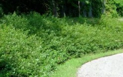 Fragrant Sumac (Rhus Aromatica) - 1 Gallon Pot -Stylish Garden Plant Store rhus aromatica fragrant sumac 7