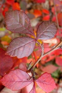 Fragrant Sumac (Rhus Aromatica) - 1 Gallon Pot -Stylish Garden Plant Store rhus aromatica fragrant sumac 8