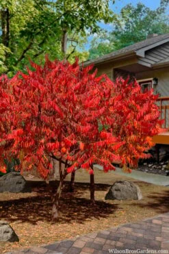 Staghorn Sumac (Rhus Typhina) - 3 Gallon Pot -Stylish Garden Plant Store rhus typhina staghorn sumac 10 1