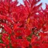 Staghorn Sumac (Rhus Typhina) - 1 Gallon Pot -Stylish Garden Plant Store rhus typhina staghorn sumac 11
