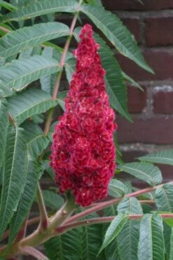 Staghorn Sumac (Rhus Typhina) - 3 Gallon Pot -Stylish Garden Plant Store rhus typhina staghorn sumac 2 1