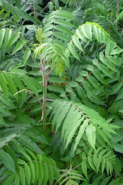 Staghorn Sumac (Rhus Typhina) - 1 Gallon Pot -Stylish Garden Plant Store rhus typhina staghorn sumac 3