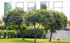 Staghorn Sumac (Rhus Typhina) - 3 Gallon Pot -Stylish Garden Plant Store rhus typhina staghorn sumac 5 1