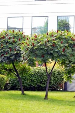 Staghorn Sumac (Rhus Typhina) - 3 Gallon Pot -Stylish Garden Plant Store rhus typhina staghorn sumac 7 1