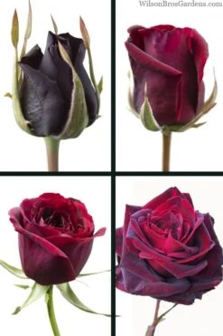 Crimson Knight Brindabella Rose - 2 Gallon Pot -Stylish Garden Plant Store rosa crimson knight brindabella rose 3