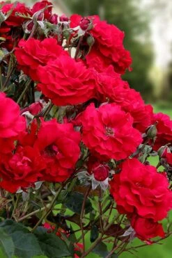 Oh My! Floribunda Tree Rose - 7 Gallon Pot -Stylish Garden Plant Store rosa oh my floribunda rose 2