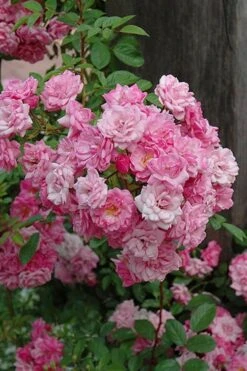 Peggy Martin Climbing Rose - 3 Gallon Pot -Stylish Garden Plant Store rosa peggy martin climbing rose 1